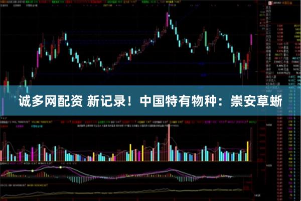 诚多网配资 新记录！中国特有物种：崇安草蜥