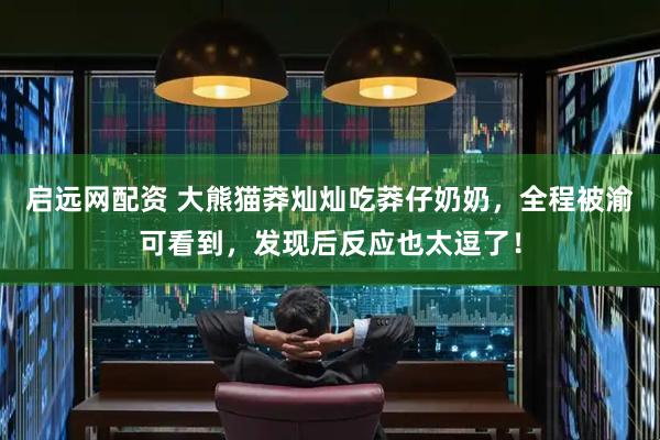 启远网配资 大熊猫莽灿灿吃莽仔奶奶，全程被渝可看到，发现后反应也太逗了！
